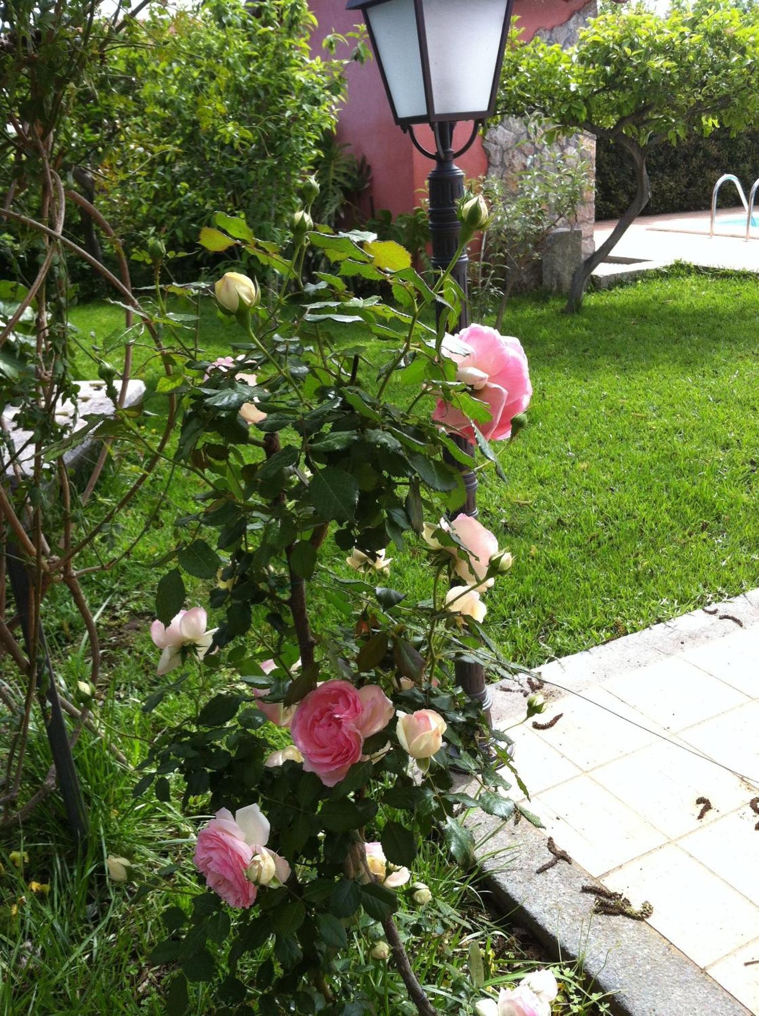 Il Giardino Segreto Bed & Breakfast Trappitello Dış mekan fotoğraf